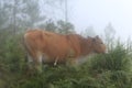 Cow enjoying eating in the mountain Royalty Free Stock Photo